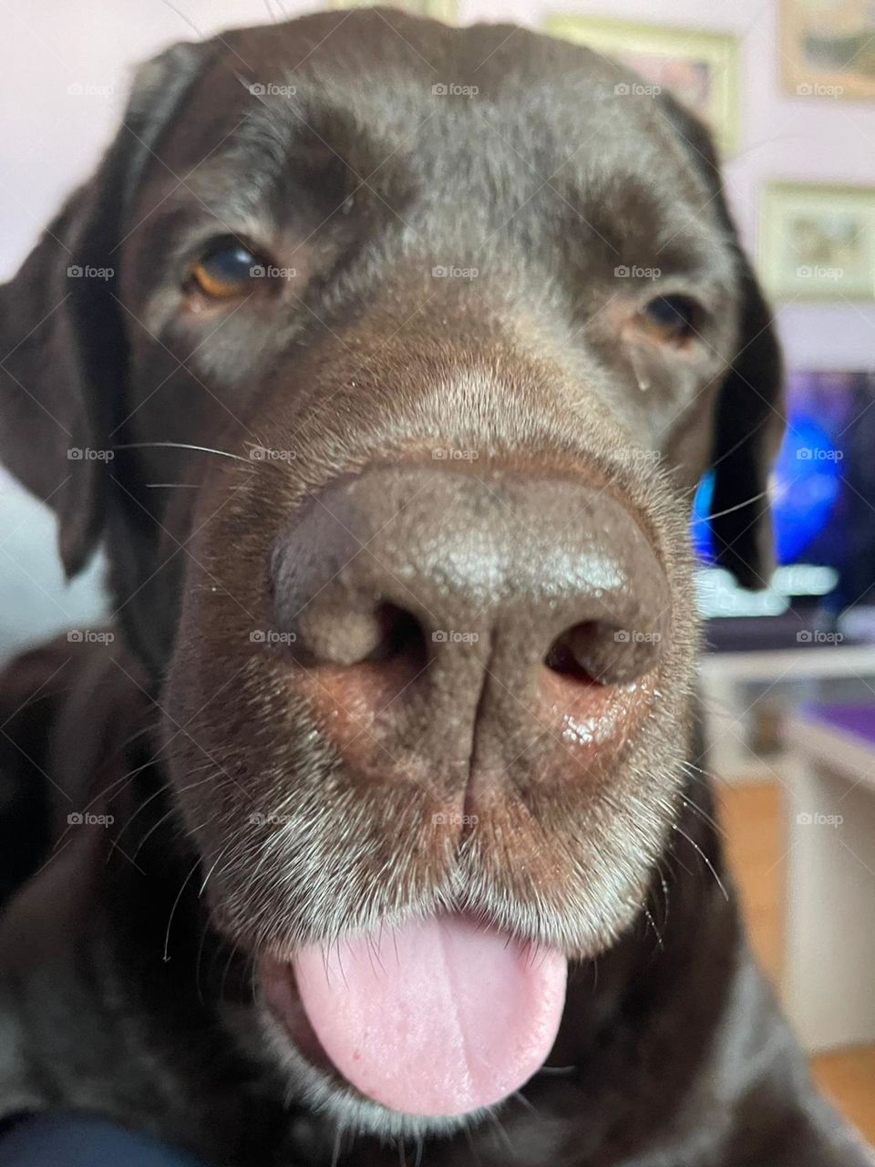 Chocolate labrador called Happy