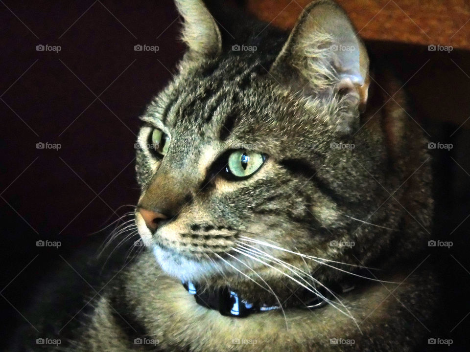 Striking profile closeup Egyptian Maw cat black and tan facing left