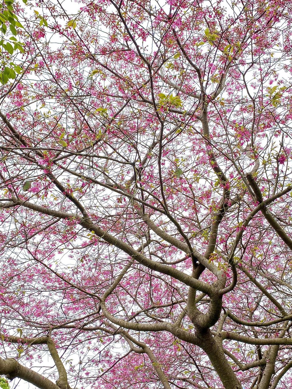 Spring marks the blooming season of Sakura