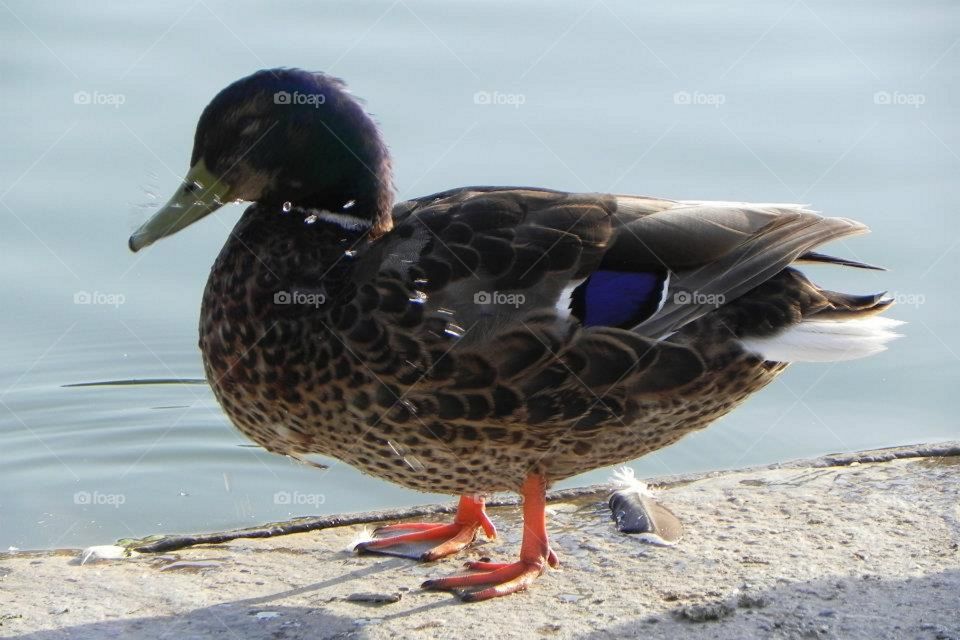 Duck