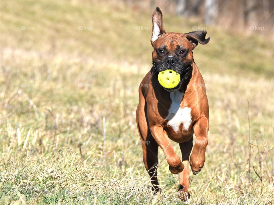 A spring walk with your dog, boxer running with a ball