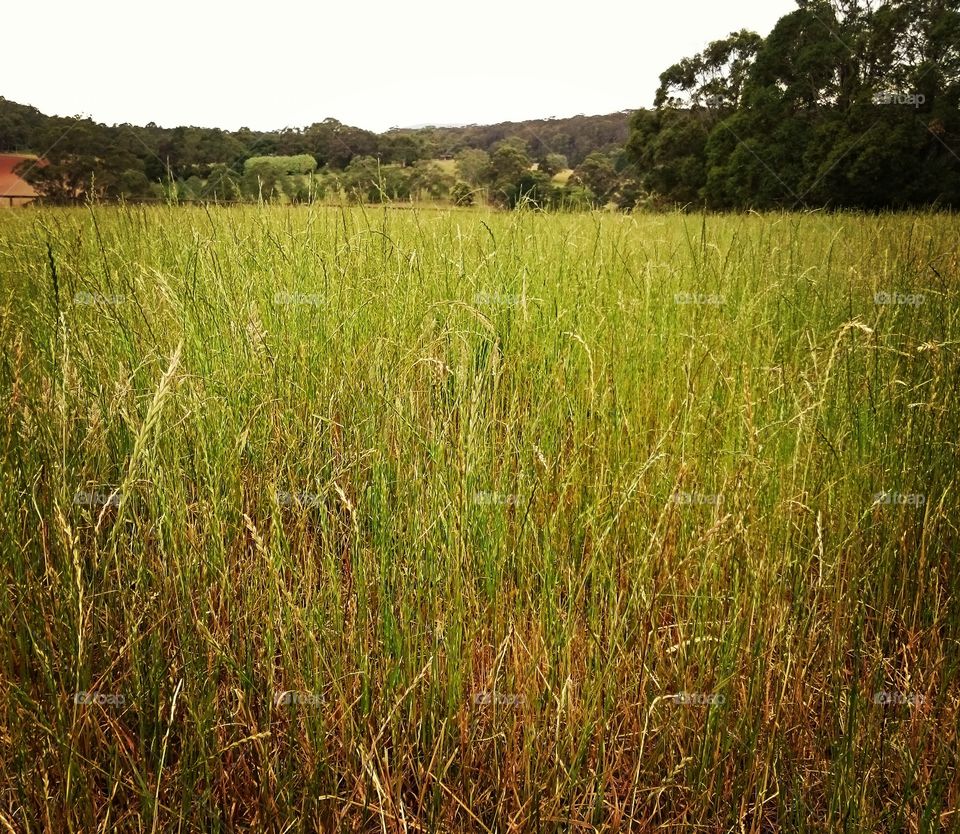 Grass view