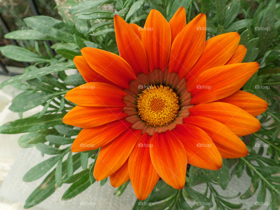 Blooming Bright Orange Flower