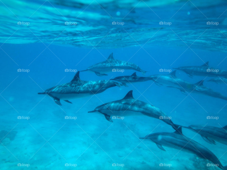 Underwater, No Person, Swimming, Water, Fish