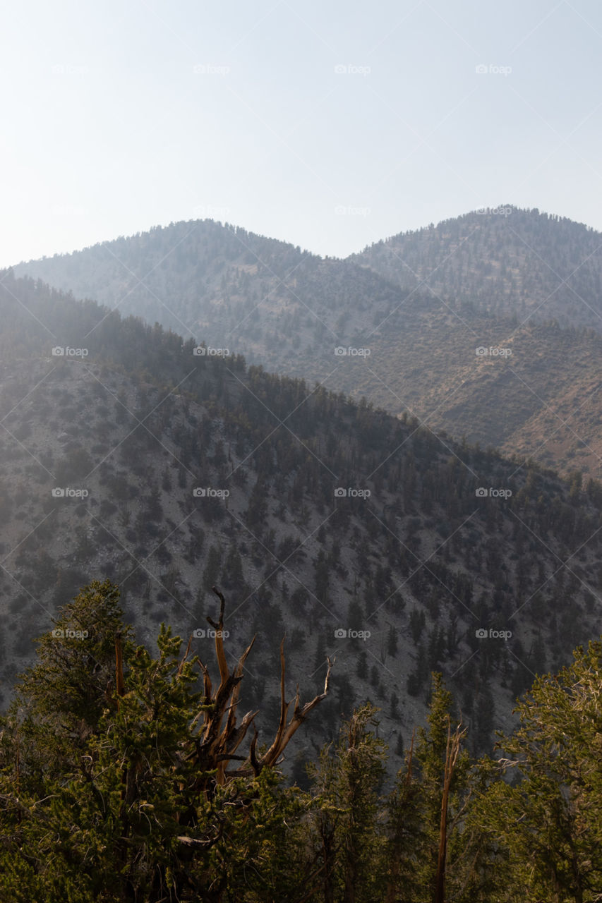 Landscape, Tree, Mountain, Wood, Fog