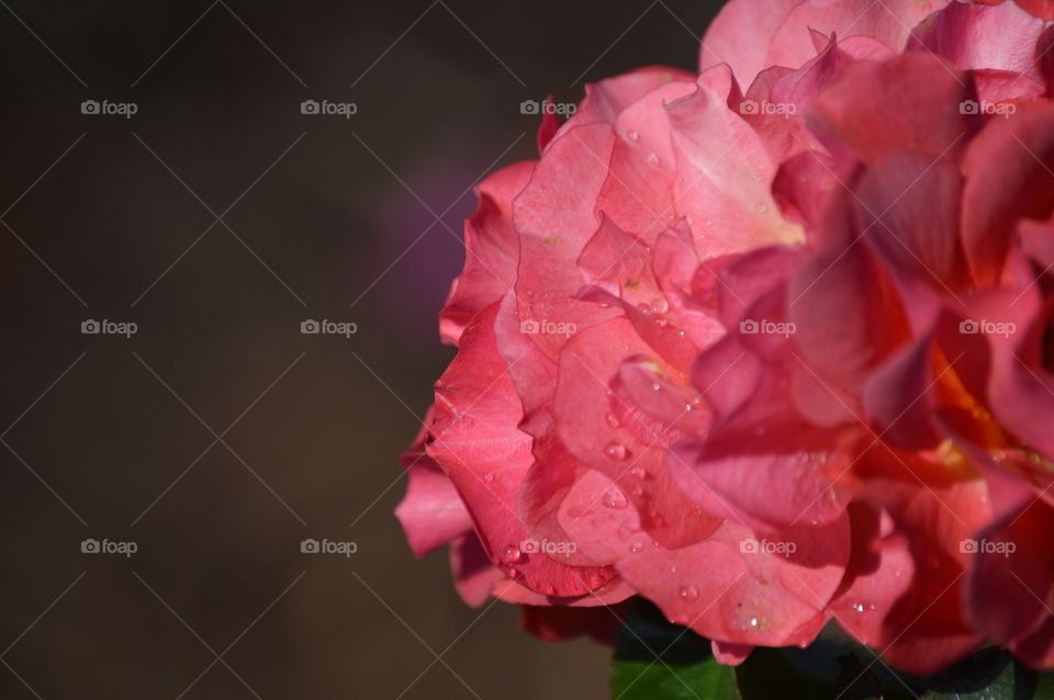 Petal perfection. 💕🎀💦