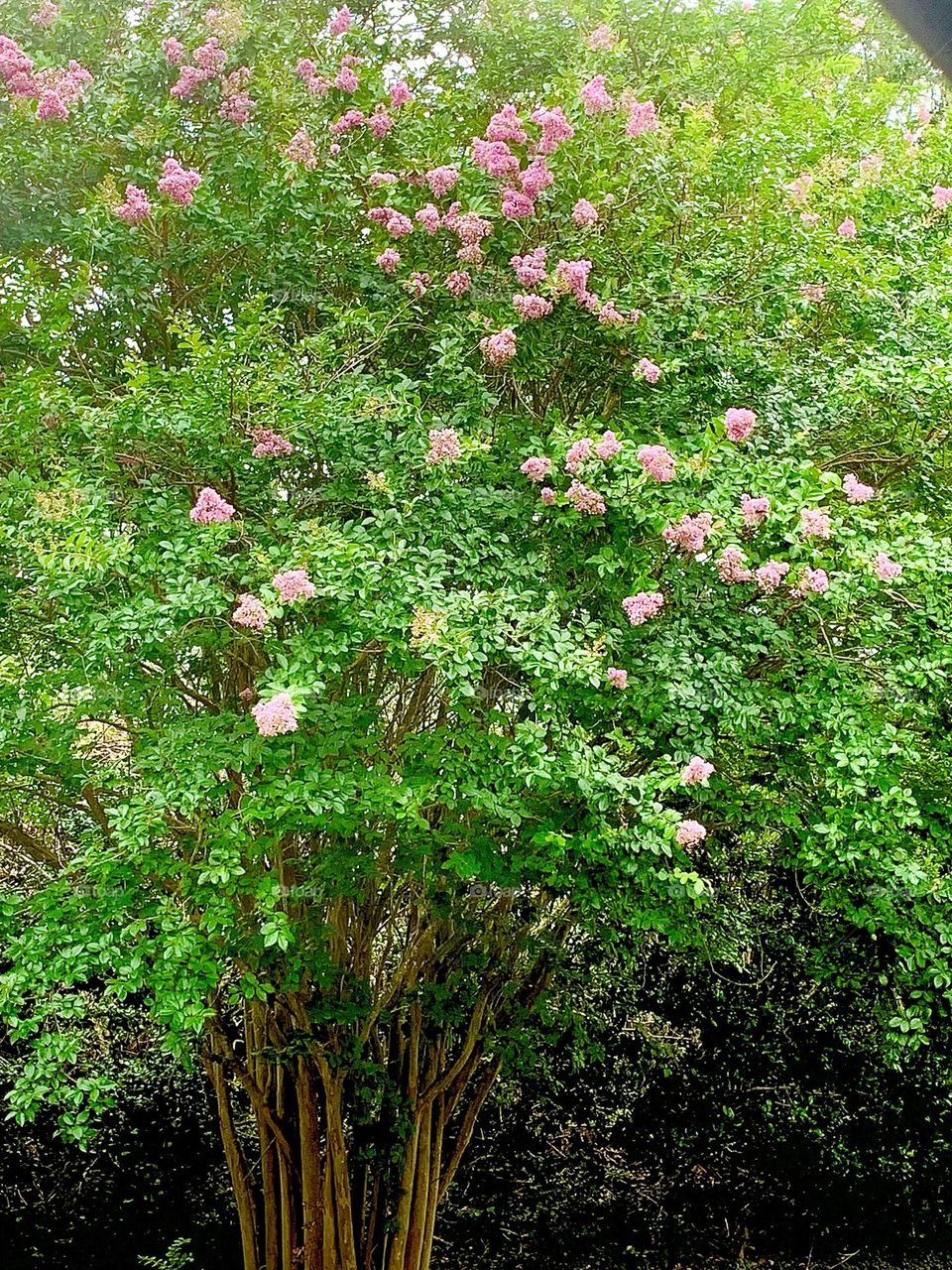 Crape Myrtle 