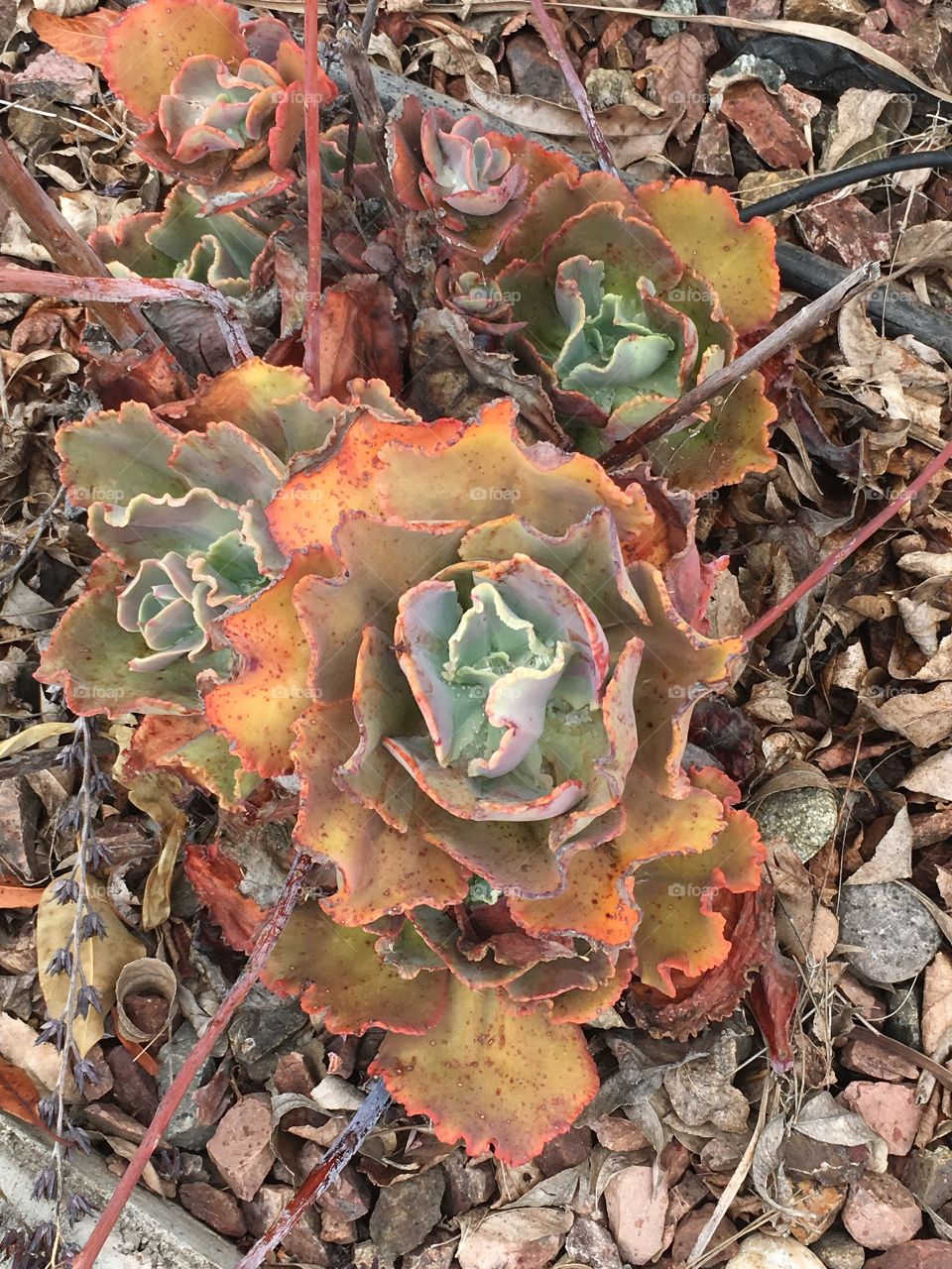 Sidewalk succulent