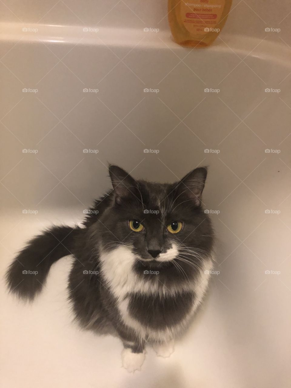 Cat in the bath 