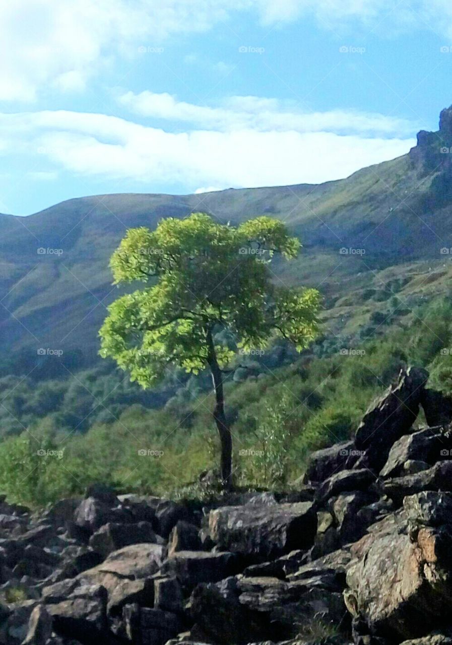 tree nature green mountain