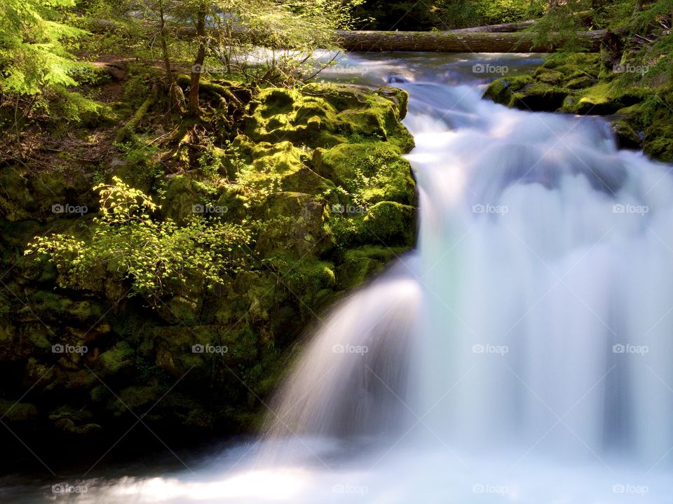 Whitehorse Falls in the Umpqua National Forest in Southern Oregon with smooth flowing water  and beautifully lit green banks on a spring morning. 