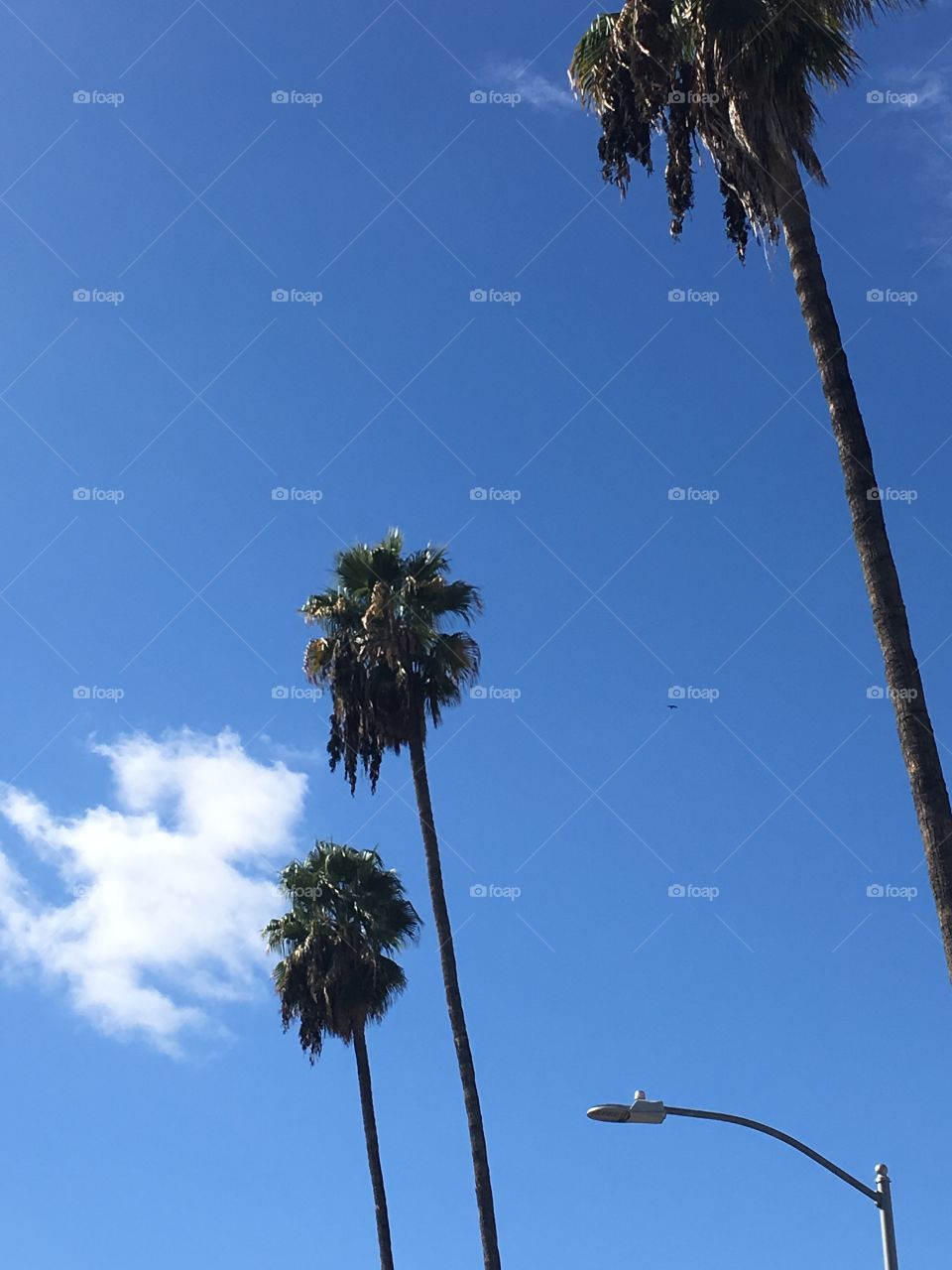 blue sky and palm trees
Los angeles CA USA