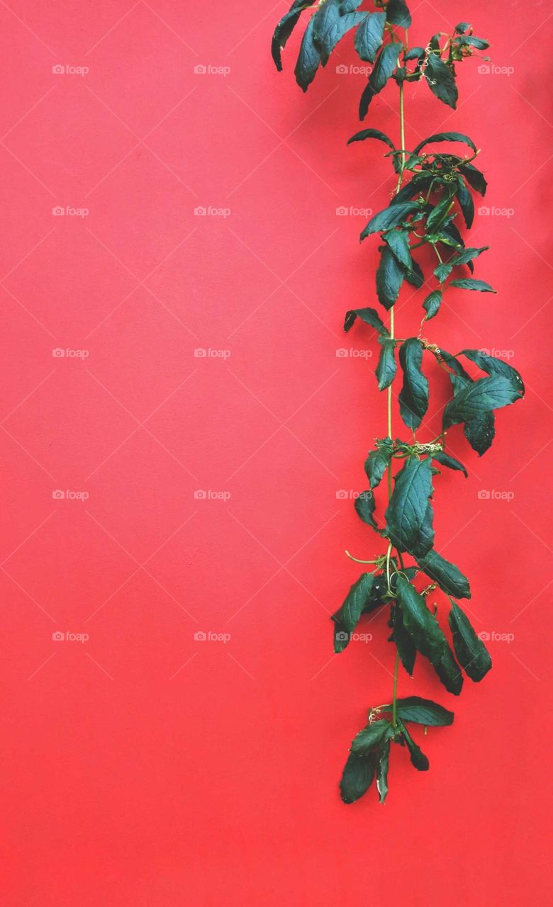 Wall plant om red wall