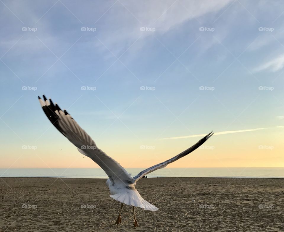 Seagulls taking flight into the sunrise 