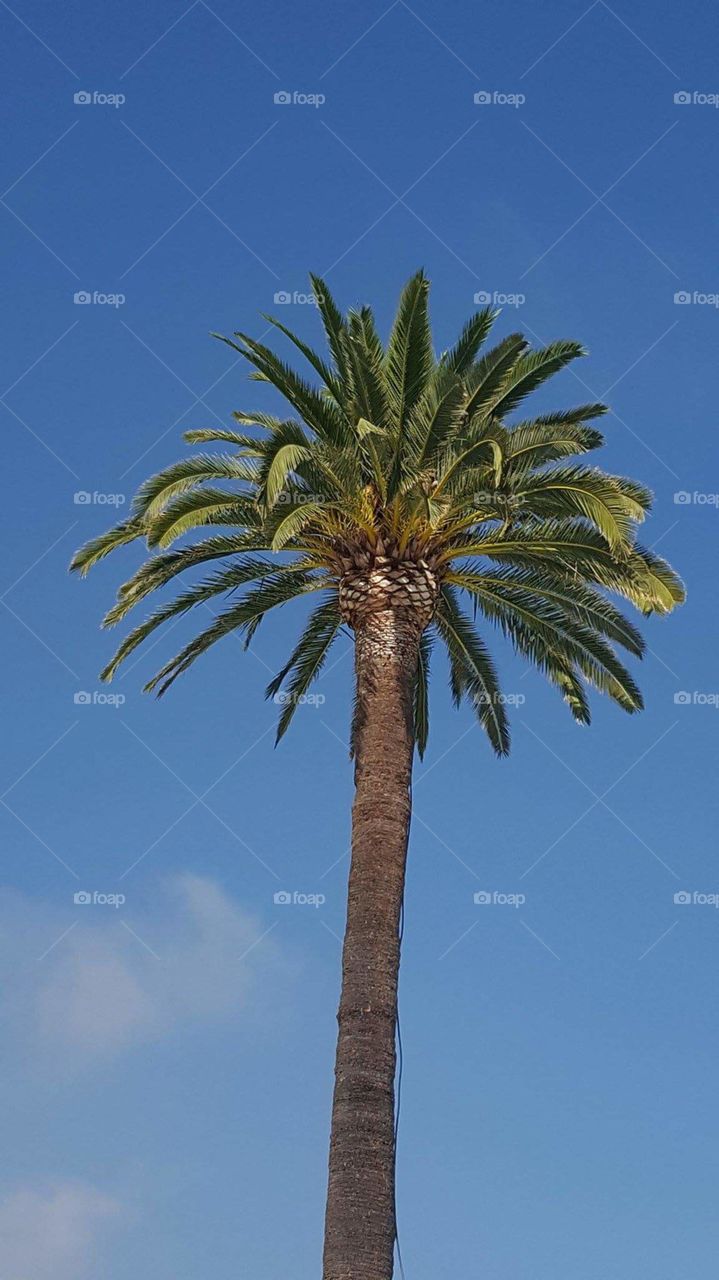 Palm Tree