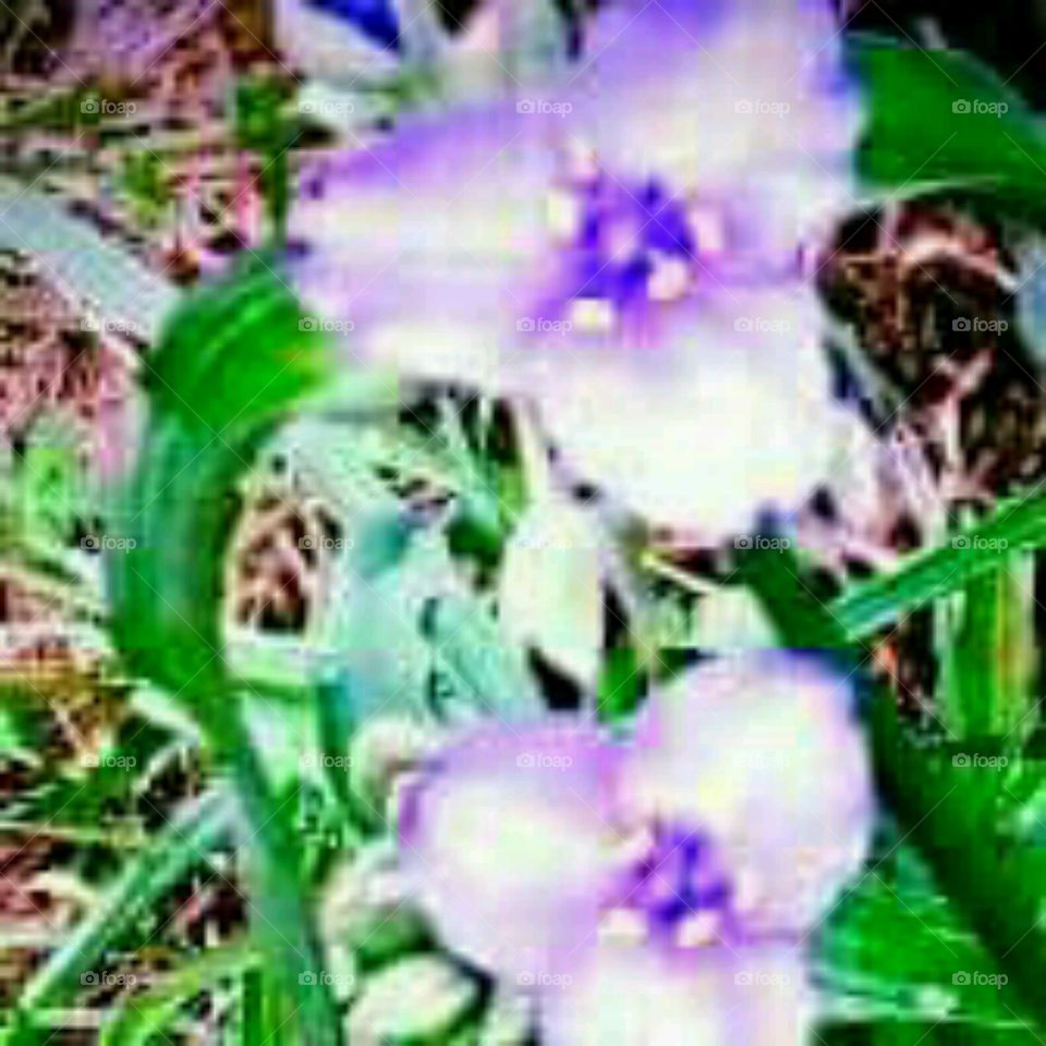 beautiful violet flower closeup