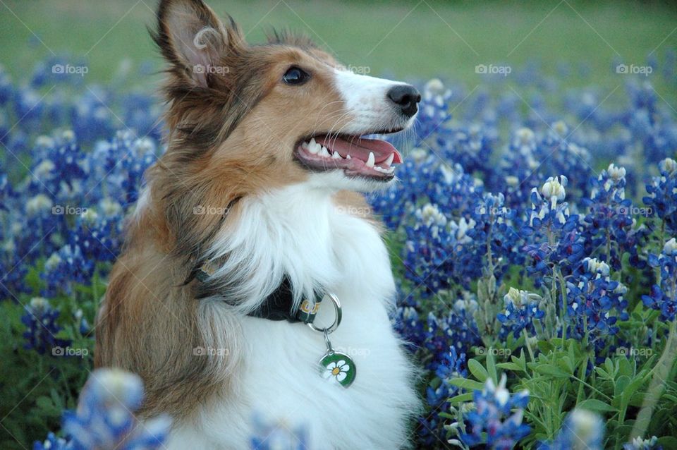 Sheltie