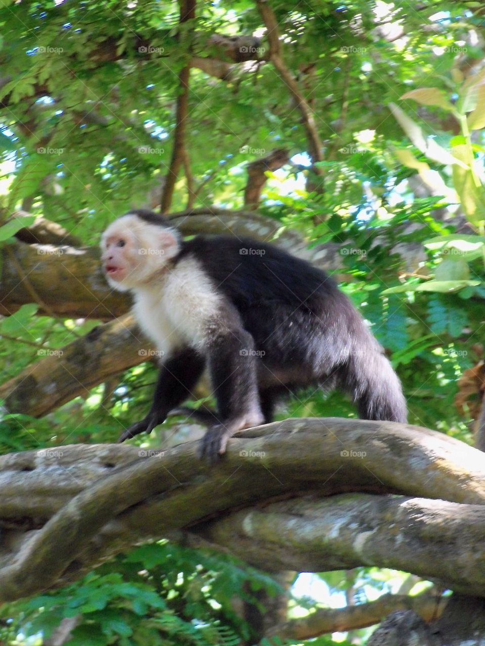 Capuchin monkey