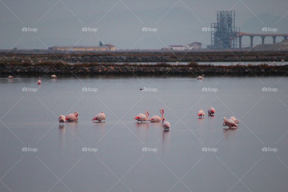 The Flamingos