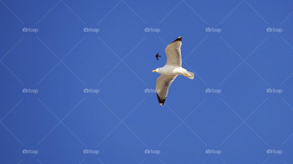 Low angle view of seagull