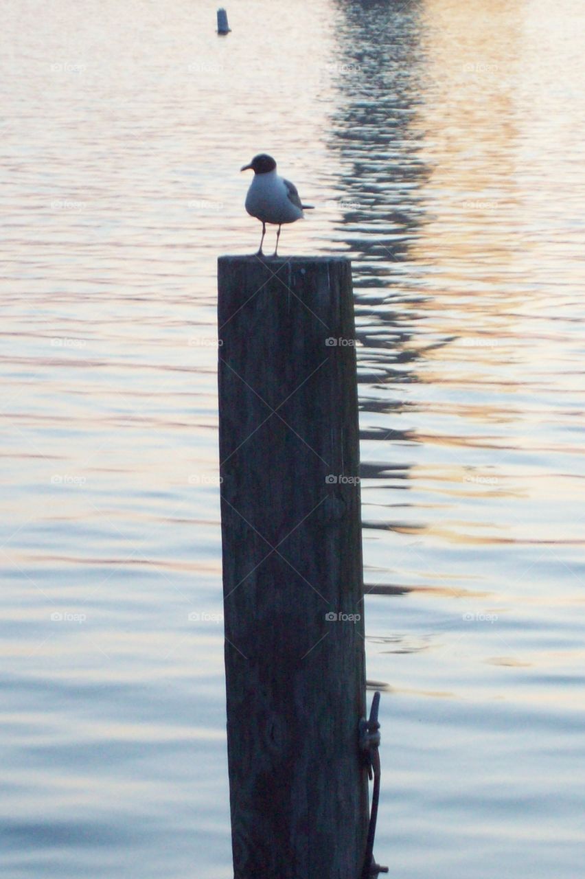 Bird on the Bay