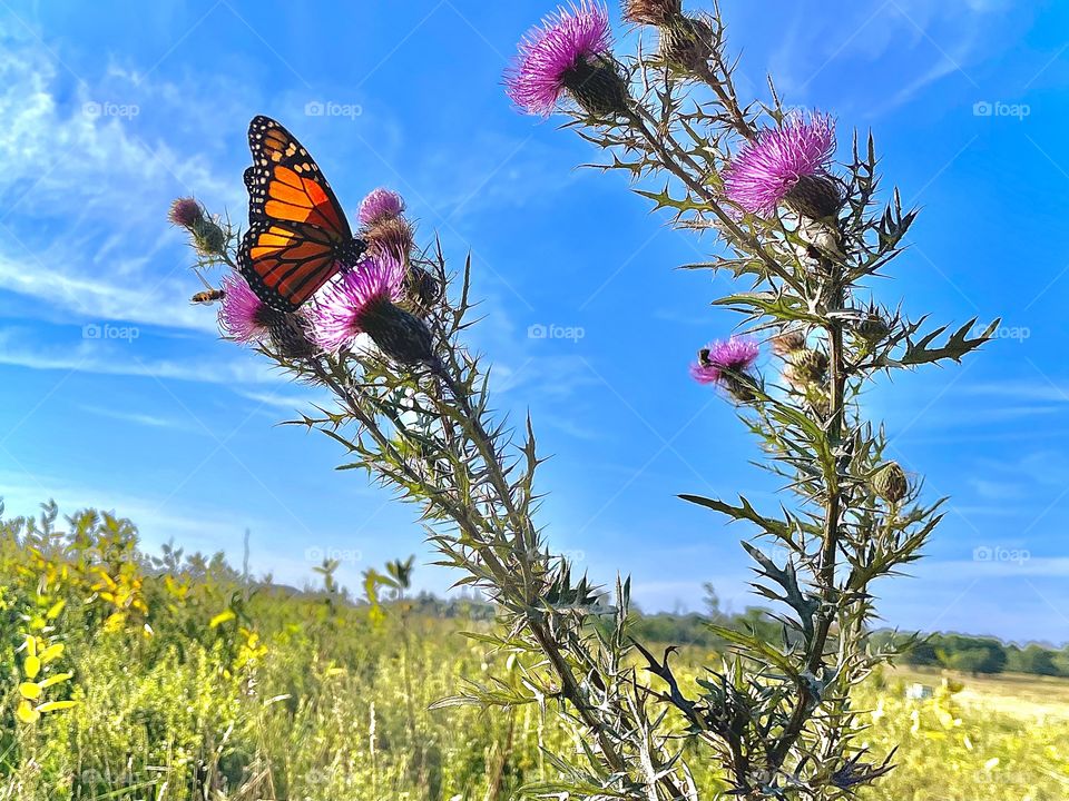 The Monarch, an endangered species feeds on a thistle plant at Big Meadows in mid September on the Skyline Drive, Virginia 