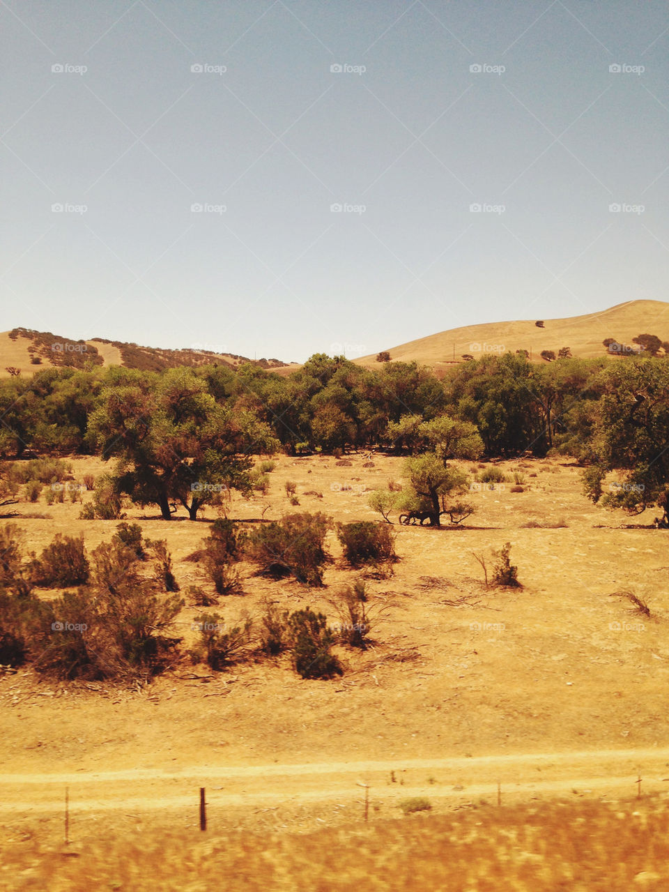 TREES ON YELLOW HILLS