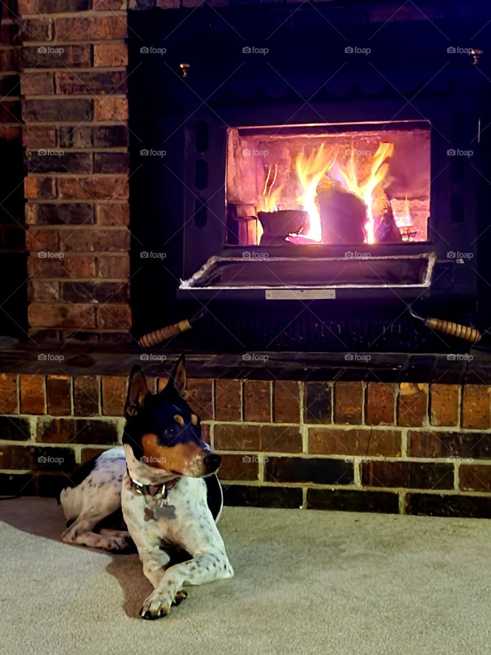 Beau by the fire