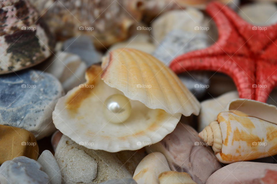 Pearl in oyster shell at beach