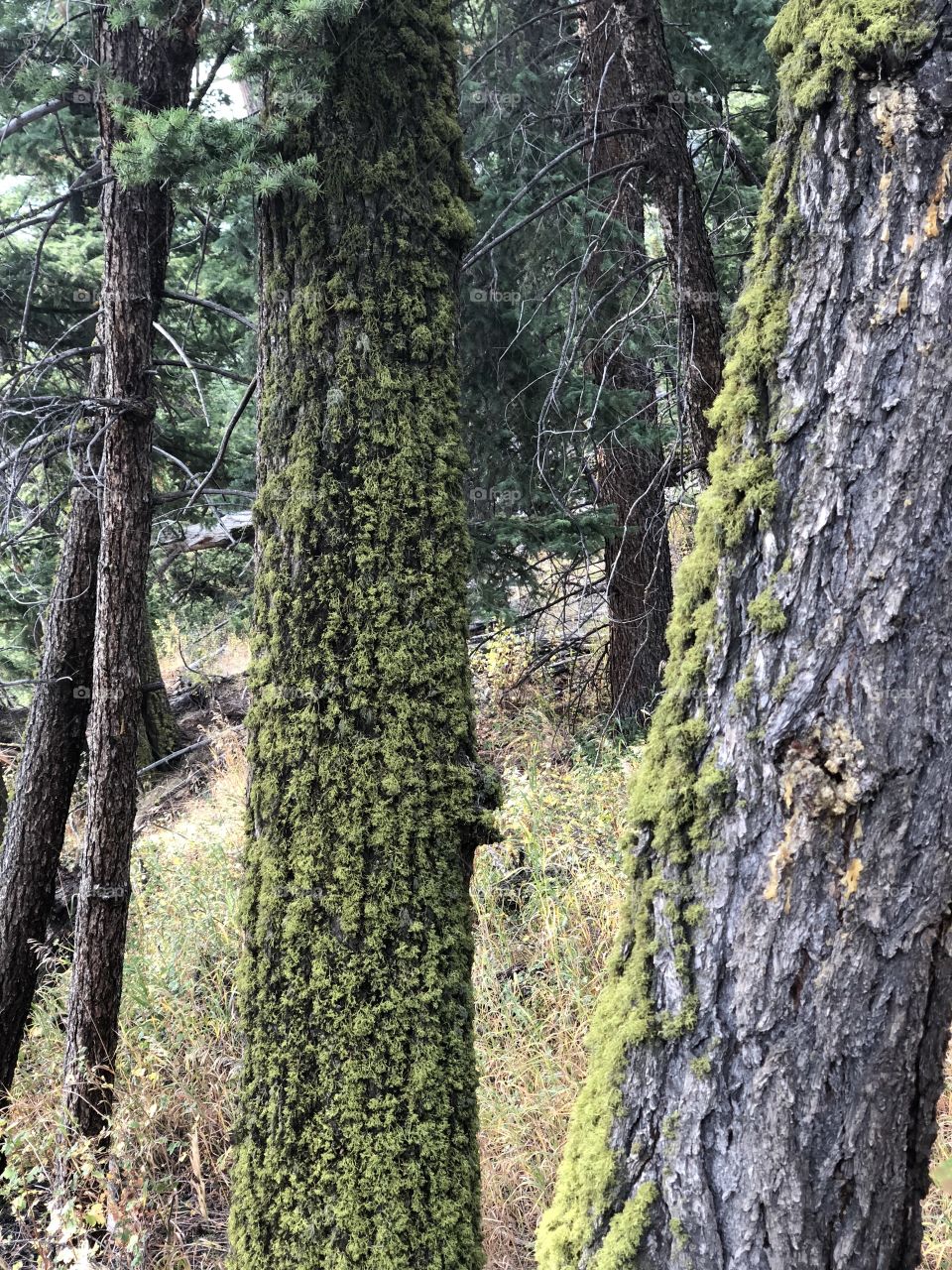 Moss growing on the North Side in Yellowstone