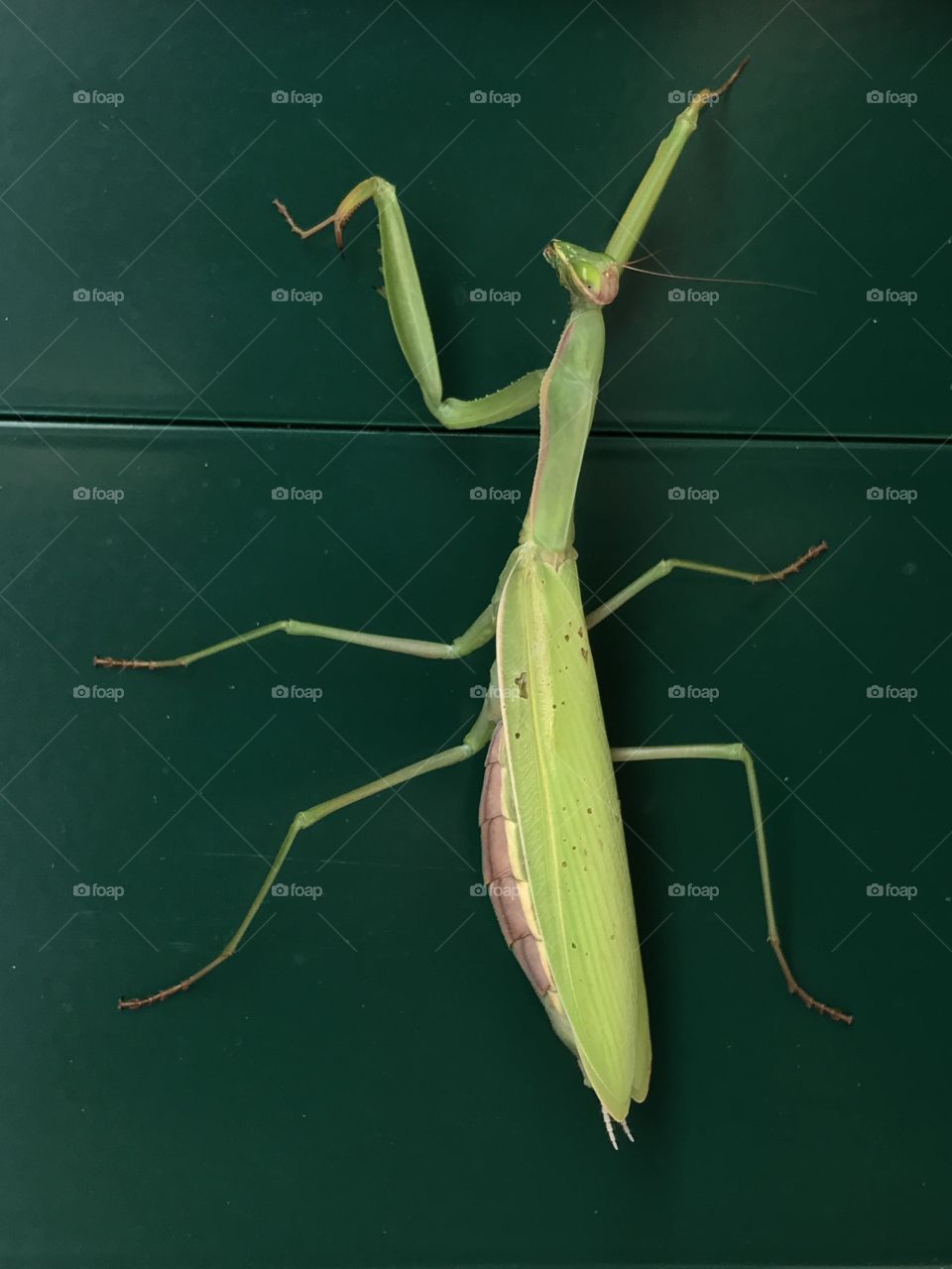 mantis