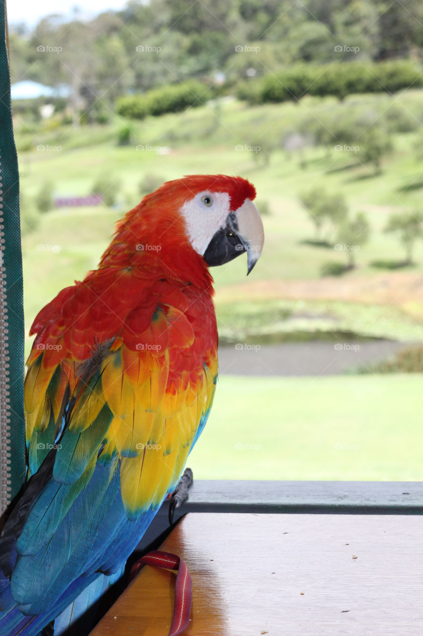 Macaw Parrot