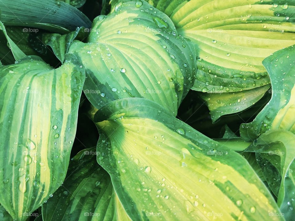 Green leaves