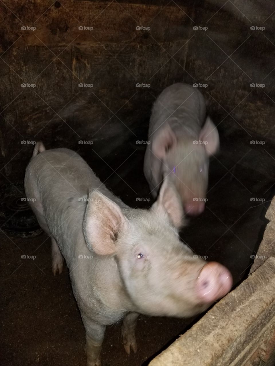 two pigs arriving to their new home