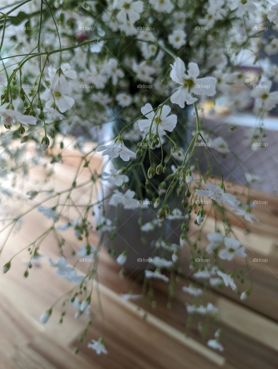 Gypsophila paniculata in a vase