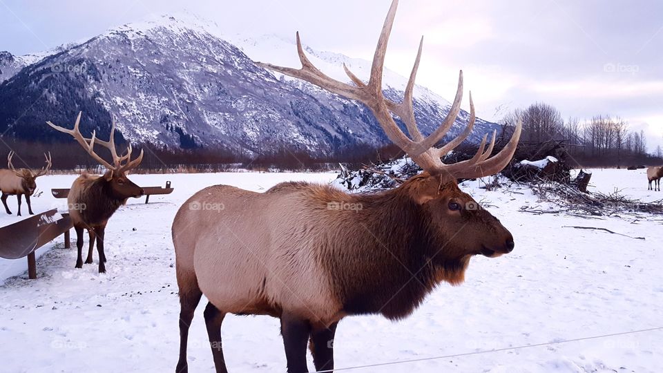 Reindeer at the preserve
