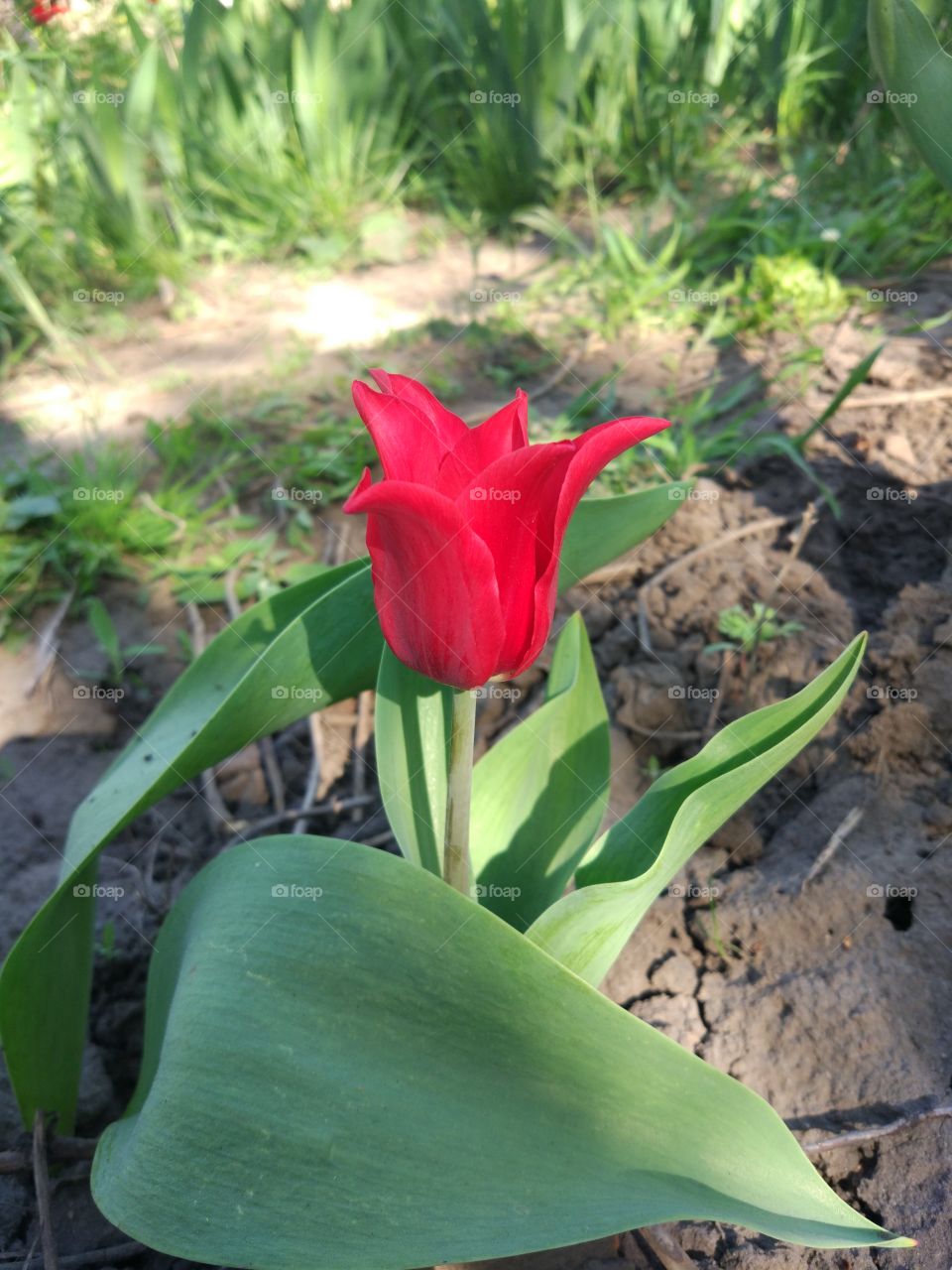 Incredible red tulip