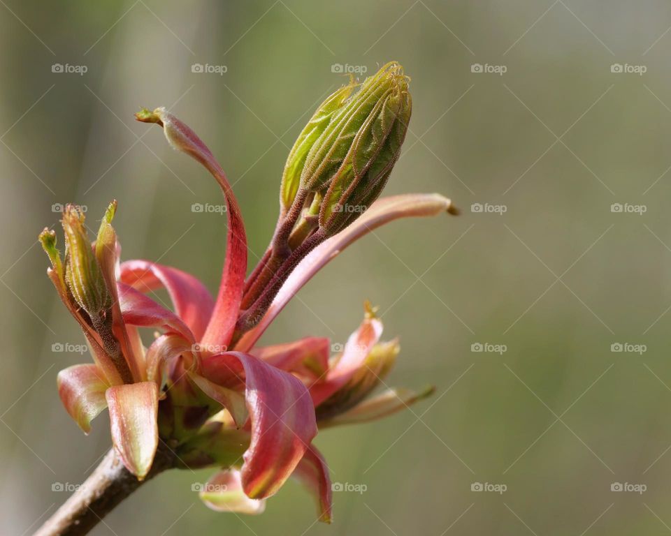 Leaf bud