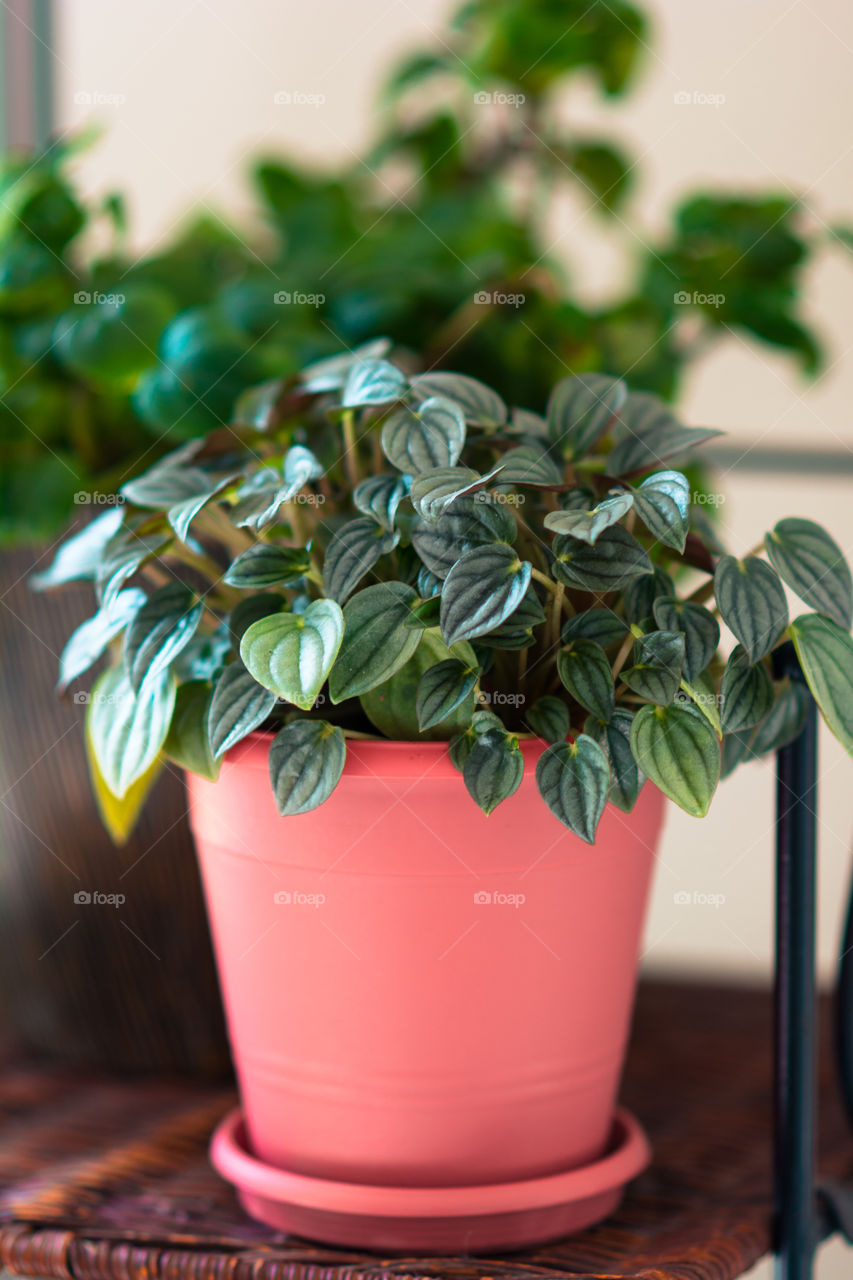 Frost Peperomia in Coral Pot