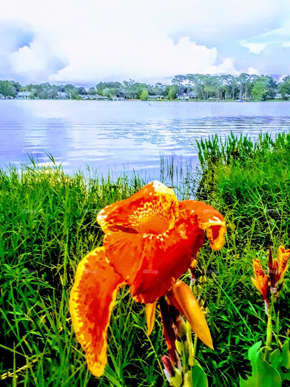 beautiful  tropical plant near lake