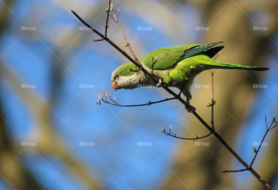 Parrot on a branch looking for leaves!