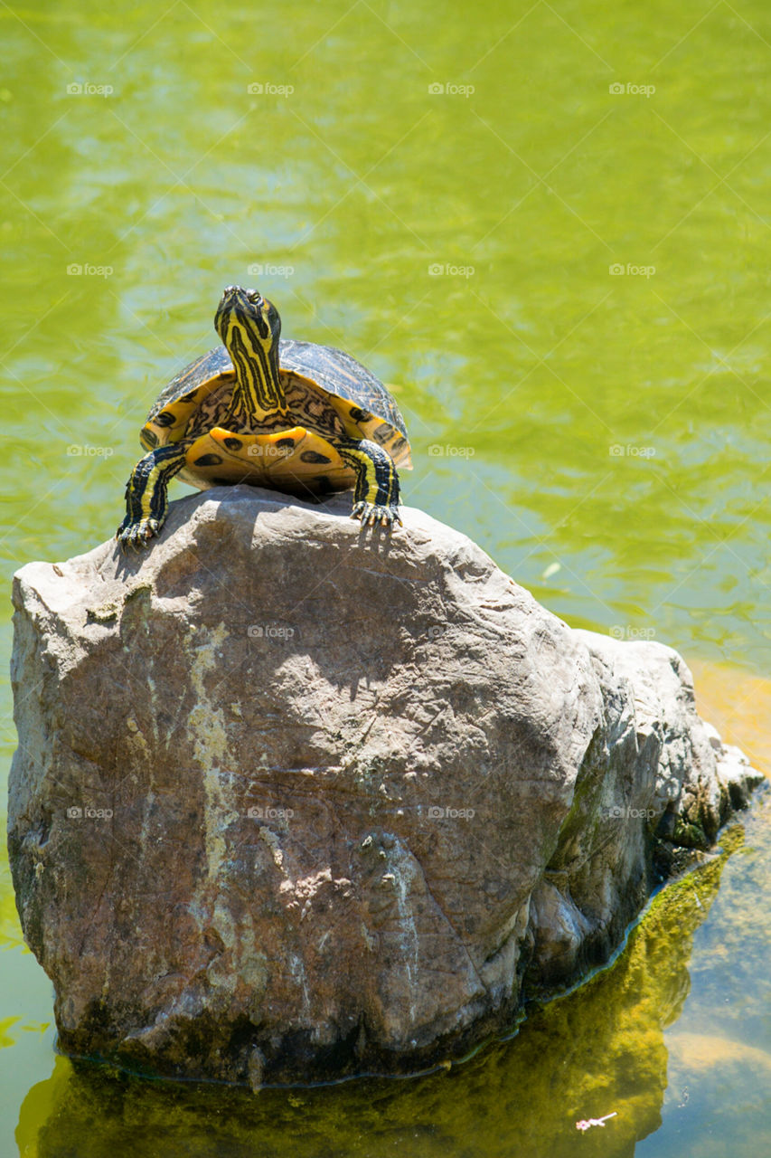 a single turtle sunbathing on a rock in a pond