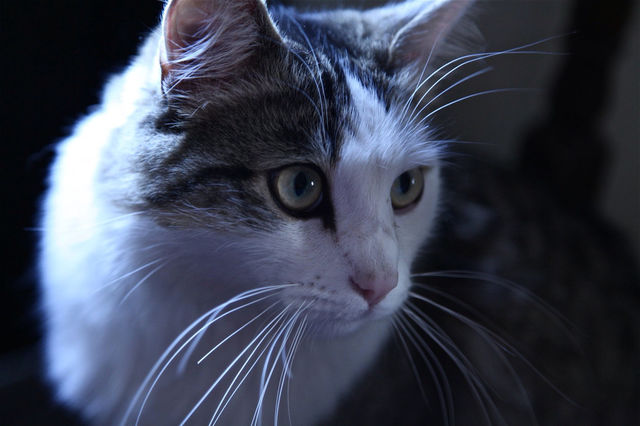 pretty cat cats cute by Sheldonsteere