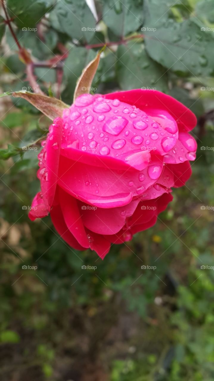 Rain Covered Rose