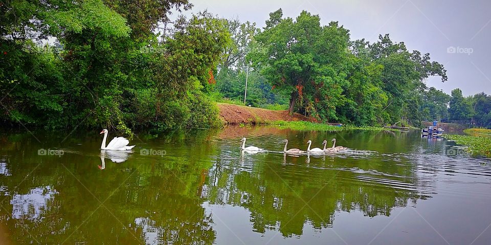 Swan family on Long Lake in Michigan