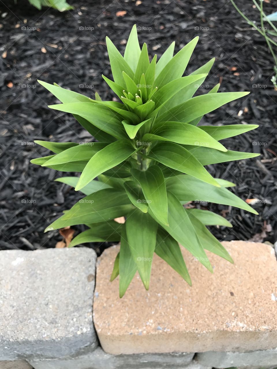 Green Plant in Home Garden