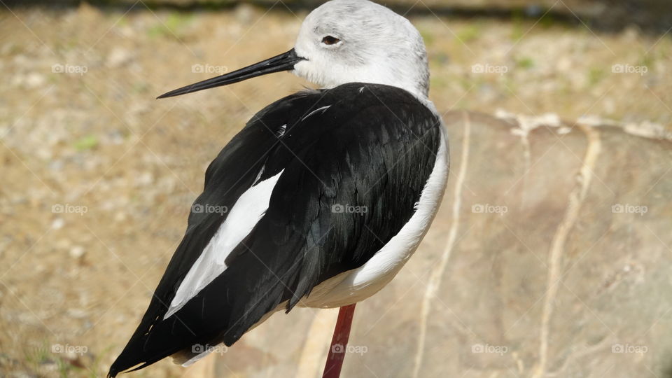 A black-winged stilt.