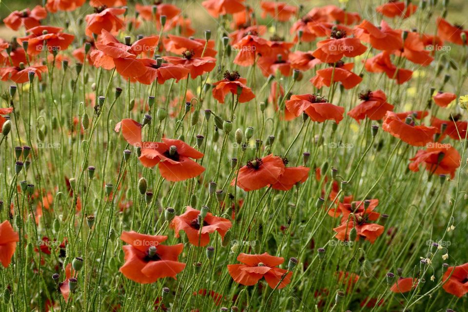 Complementary colors 