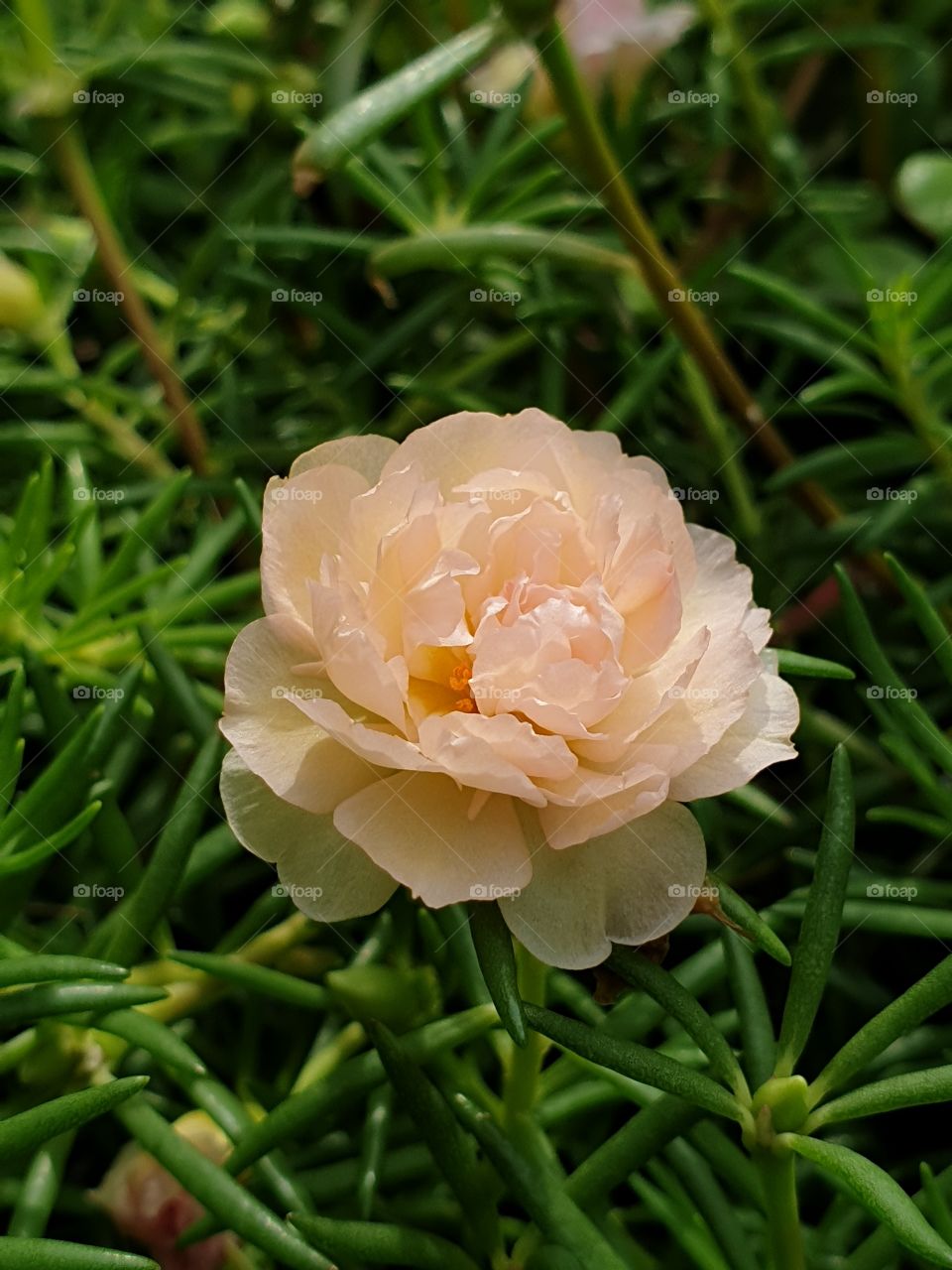 the Portulaca Grandiflora