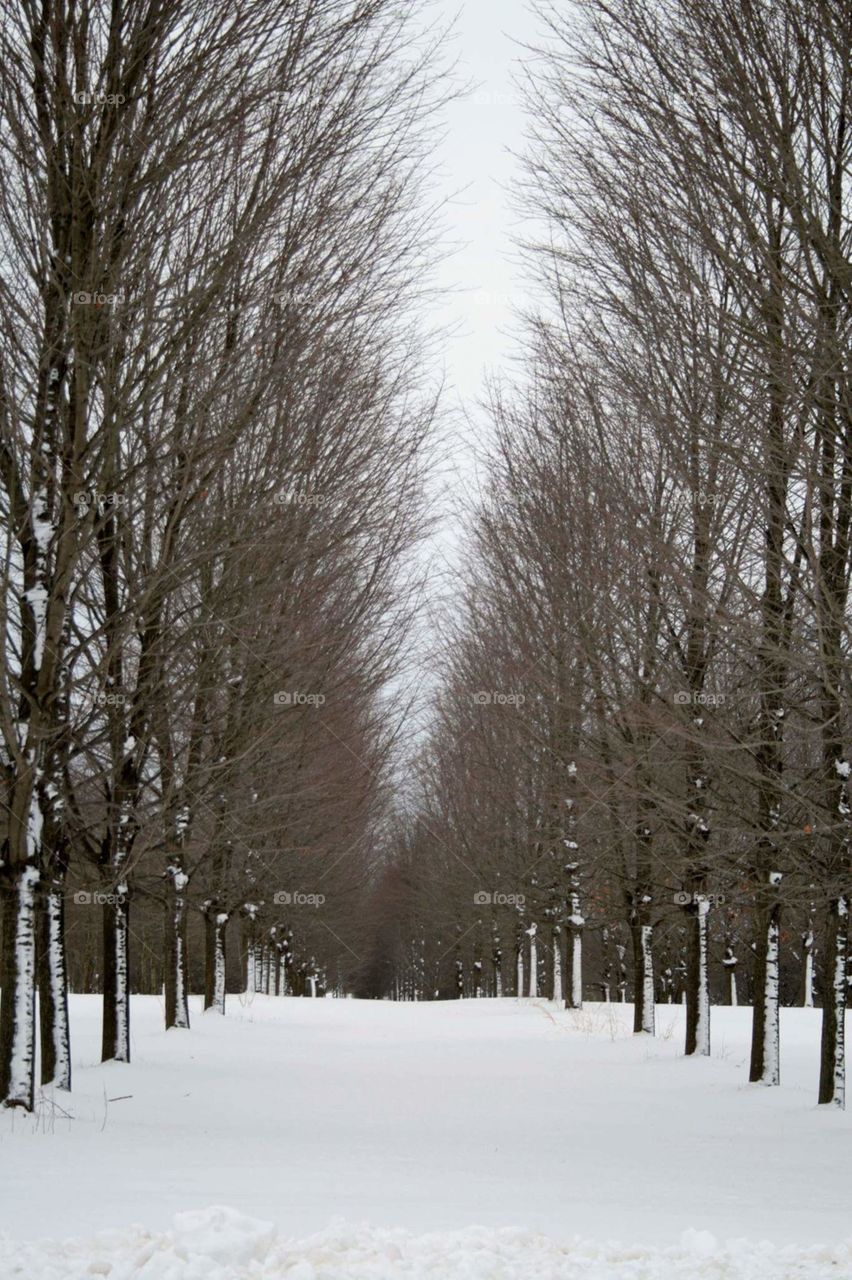 snowy path in the wood